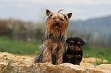 YORKSHIRE TERRIER 619